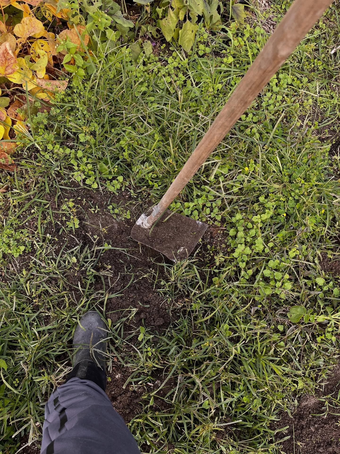 始まりました虎吉農園🥬🧅

友人の畑を使わせてもらうことになりまして候🐯
農業初心者なのでタマネギをやってみることに🧅
写真とか動画とか思いっきり忘れたw

頑張ってクワで畝を作ったり耕運機で土を柔らかくしたら全身筋肉痛に🦴

お褒めの言葉をいただいたのでよきよき(*´꒳`*)

撮った写真これだけ😇w

次回苗を植える時はしっかりと😶‍🌫️

 収穫の時にこどもたちにも手伝ってもらおうかしら

 #こども食堂 #虎吉 #何も伝わらない写真