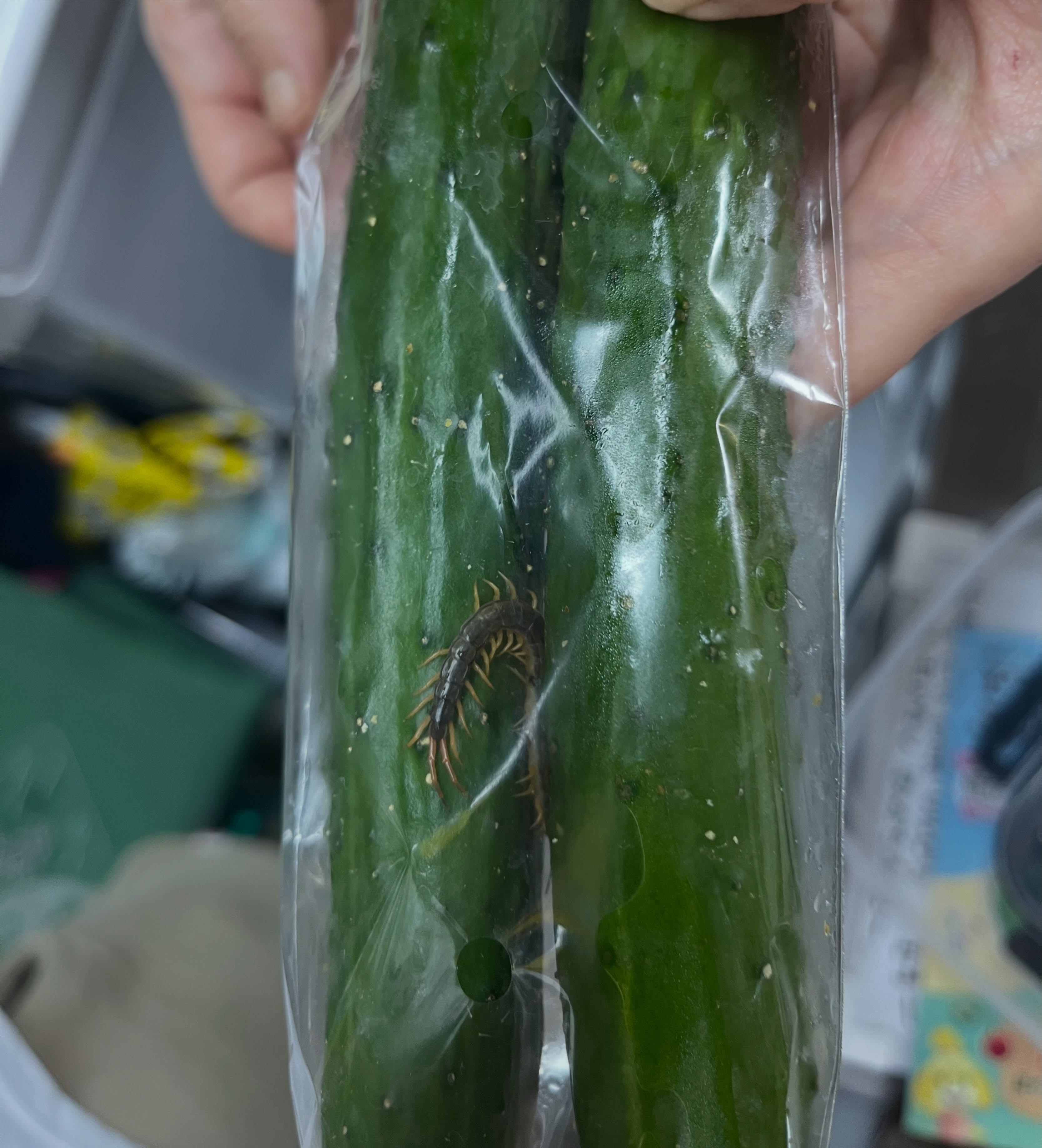 冷蔵庫の中からキュウリを取り出してみたらなんかおった🤣
⁡
元々キュウリの袋の中に入ってたのか…
それとも他の野菜にくっついてたのがキュウリの袋の穴から侵入したのか…
⁡
どちらにしろおそらく24時間ぐらいは冷蔵庫の中で過ごしてた事になる
⁡
冷暗な場所を好むとはいえ、冷蔵庫の中でも生きられるモンなのか…
⁡
生き物の生命力って素晴らしい
⁡
 #こども食堂 #虎吉