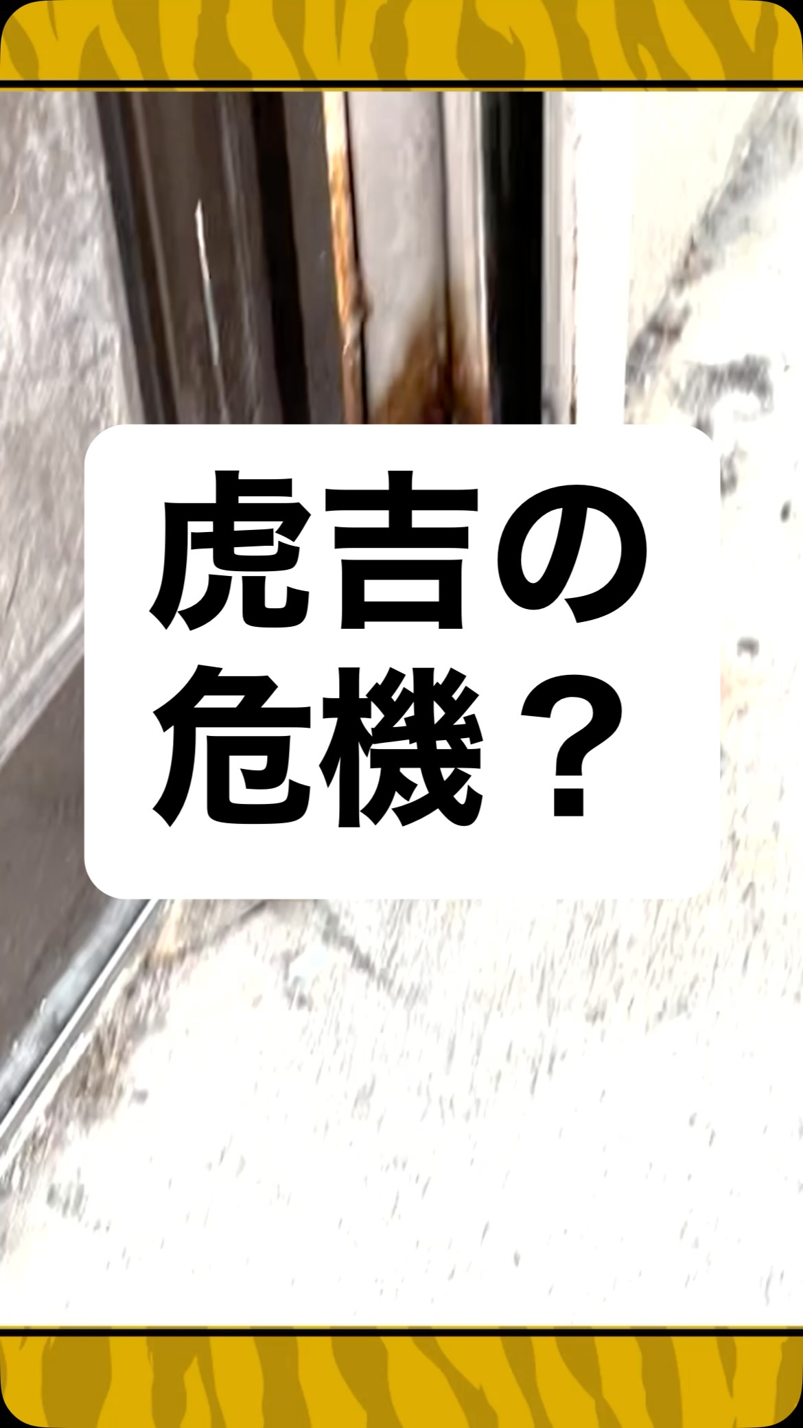 そんなに怖がらなくてもいいじゃないかw
⁡
#こども食堂 #虎吉