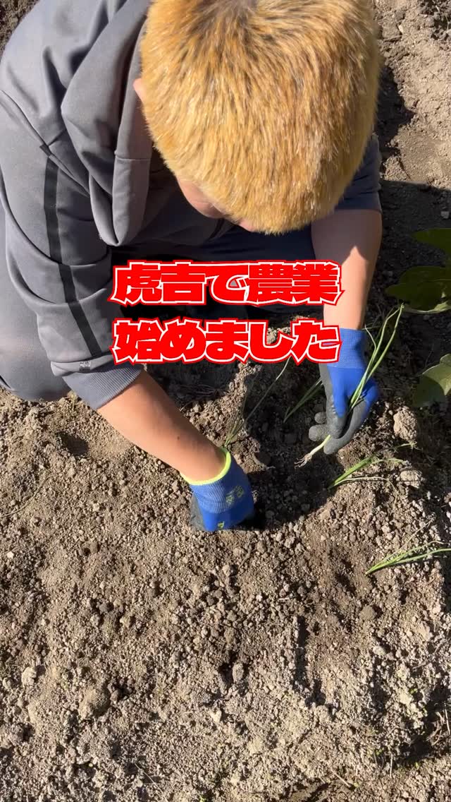 友人の畑を使わせてもらって虎吉で農業を始めました🧅

ゆくゆくはこどもたちにも体験農業とかやってみたいなーとか、でも虫とかミミズとか大量に出てくるからどうなんやろなーとかいろいろ構想をねりねり……

翌日には筋肉痛でカラダが悲鳴をあげておりました☠

収穫は来年の春🌸
#虎吉 #こども食堂