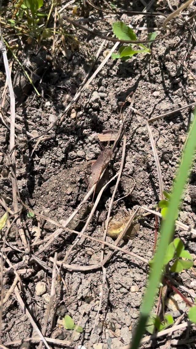 畑で農作業してたらカタツムリ発見🐌
⁡
土が元気な証拠やね🐌
⁡
今のこどもらは見た事あるんかしら
⁡
#虎吉 #こども食堂