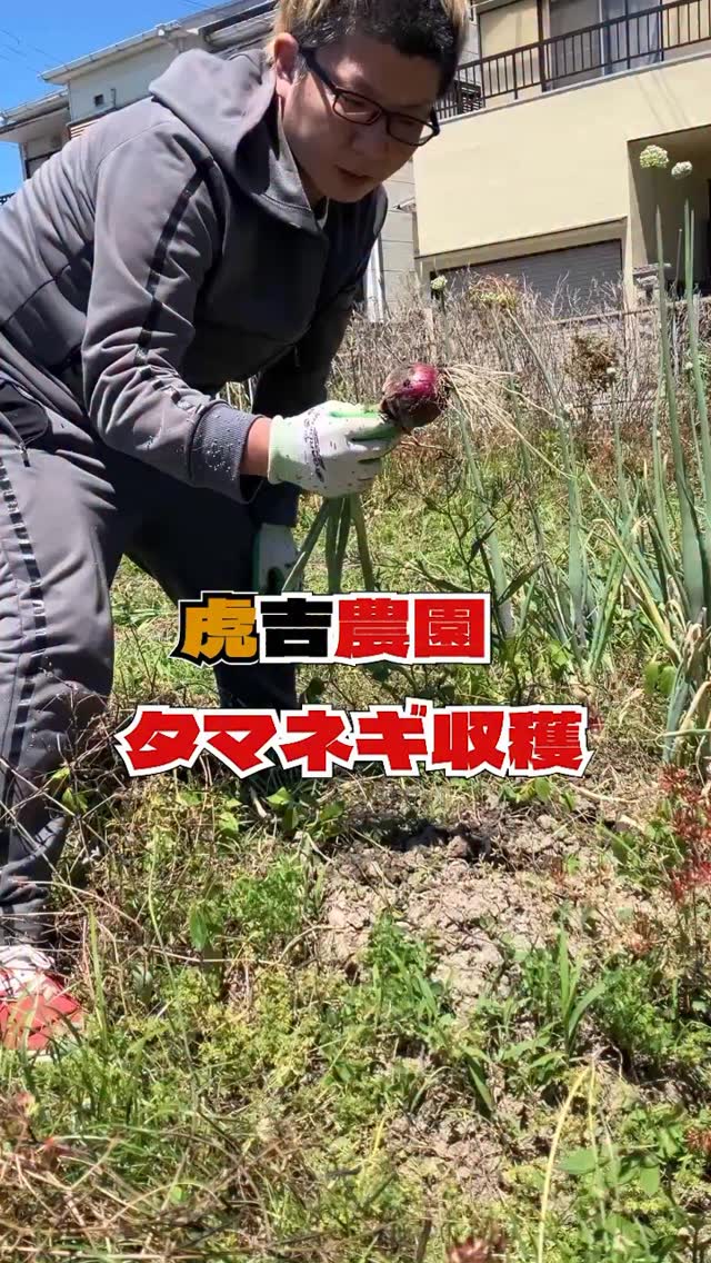 タマネギを収穫しまして🧅

#虎吉 #こども食堂